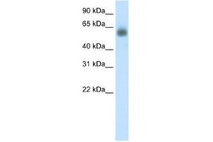 Image no. 1 for anti-Grainyhead-Like 3 (GRHL3) (C-Term) antibody (ABIN927430)