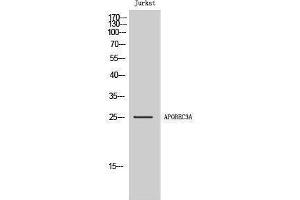 Image no. 1 for anti-Apolipoprotein B mRNA Editing Enzyme, Catalytic Polypeptide-Like 3A (APOBEC3A) (Internal Region) antibody (ABIN3183320)
