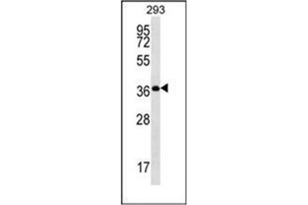 OR10H5 antibody  (C-Term)