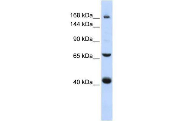 anti-ATP-Binding Cassette, Sub-Family C (CFTR/MRP), Member 9 (ABCC9) (Middle Region) antibody