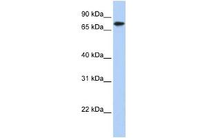 Image no. 1 for anti-Kelch-Like 23 (KLHL23) (Middle Region) antibody (ABIN2776633)