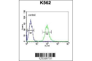 Image no. 3 for anti-Katanin P60 Subunit A-Like 1 (KATNAL1) (AA 137-166), (N-Term) antibody (ABIN654187)