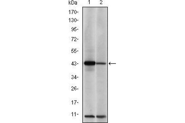 anti-Jun Proto-Oncogene (JUN) antibody