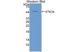 Image no. 1 for anti-HtrA Serine Peptidase 1 (HTRA1) antibody (Biotin) (ABIN1171685)