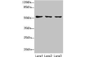 SLC46A2 antibody  (AA 45-78)