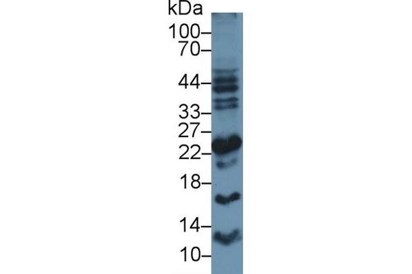 Apolipoprotein M antibody  (AA 8-188)