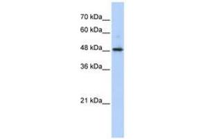 Image no. 1 for anti-Abhydrolase Domain Containing 2 (ABHD2) (AA 351-400) antibody (ABIN6740524)