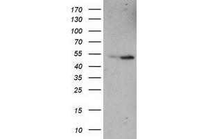 Image no. 2 for anti-Eukaryotic Translation Termination Factor 1 (ETF1) antibody (ABIN1498129)