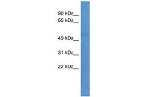 Lcor antibody  (AA 331-380)