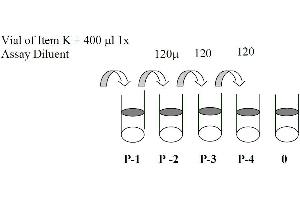 Image no. 1 for Mitogen-Activated Protein Kinase 14 (MAPK14) ELISA Kit (ABIN625229)
