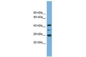 Image no. 1 for anti-Enolase-Phosphatase 1 (ENOPH1) (Middle Region) antibody (ABIN928968)