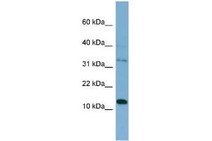 Image no. 1 for anti-Pleckstrin Homology-Like Domain, Family A, Member 2 (PHLDA2) (Middle Region) antibody (ABIN2787605)