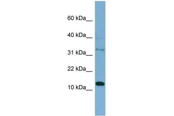anti-Pleckstrin Homology-Like Domain, Family A, Member 2 (PHLDA2) (Middle Region) antibody