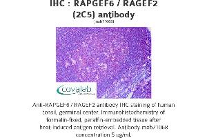 anti-Rap Guanine Nucleotide Exchange Factor (GEF) 6 (RAPGEF6) (AA 1012-1111) antibody