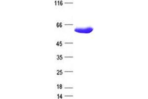 Image no. 1 for BAI1-Associated Protein 2 (BAIAP2) protein (DYKDDDDK Tag) (ABIN2715143)