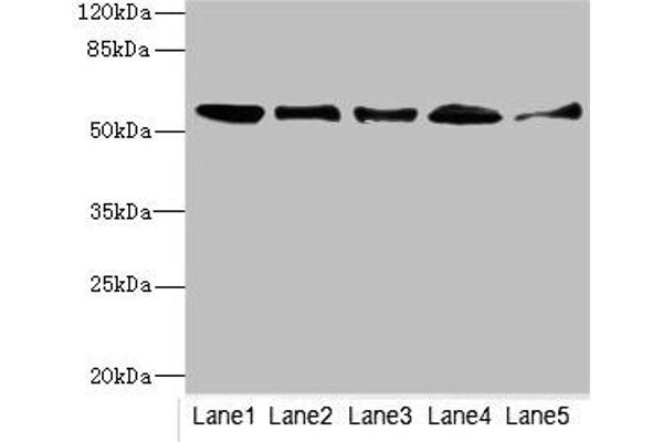 GLYCTK antibody  (AA 284-523)