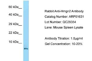 anti-High Mobility Group Nucleosomal Binding Domain 2 (HMGN2) (Middle Region) antibody