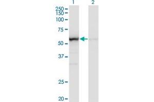 Image no. 3 for anti-Oxidative-Stress Responsive 1 (OXSR1) (AA 1-527) antibody (ABIN523325)