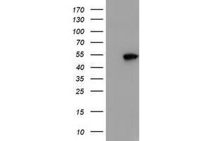 Image no. 1 for anti-Spermine Synthase, SMS (SMS) antibody (ABIN1501095)