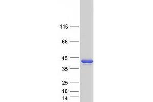 Image no. 1 for Pyrophosphatase 2 (PPA2) (Transcript Variant 1) protein (Myc-DYKDDDDK Tag) (ABIN2729407)
