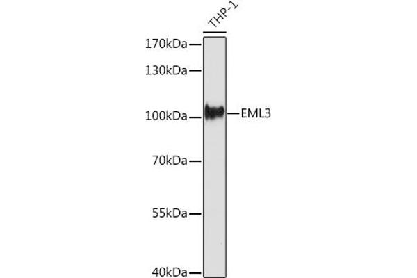 EML3 抗体  (AA 300-530)