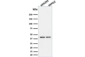 Image no. 10 for anti-CD274 (PD-L1) (AA 39-191) antibody (ABIN6939571)