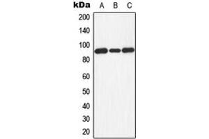 Image no. 1 for anti-Dishevelled, Dsh Homolog 3 (Drosophila) (DVL3) (Center) antibody (ABIN2706039)