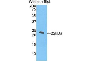 Image no. 1 for anti-REX2, RNA Exonuclease 2 Homolog (REXO2) (AA 41-213) antibody (ABIN1171729)