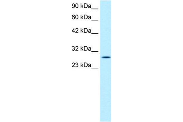 RGS16 antibody  (C-Term)