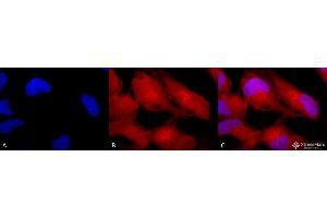 Image no. 6 for anti-Mitogen-Activated Protein Kinase 3 (MAPK3) antibody (Alkaline Phosphatase (AP)) (ABIN2486918)