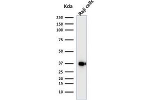 Image no. 1 for anti-POU Class 2 Associating Factor 1 (POU2AF1) (AA 148-255) antibody (ABIN6940353)