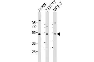 Image no. 3 for anti-Vaccinia Related Kinase 1 (VRK1) (AA 366-396) antibody (ABIN391605)