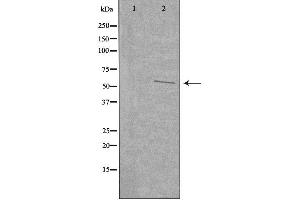 Image no. 1 for anti-UDP-Glucose 6-Dehydrogenase (UGDH) (C-Term) antibody (ABIN6258930)