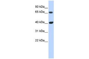 Image no. 2 for anti-Cyclin D1 (CCND1) (N-Term) antibody (ABIN2777893)