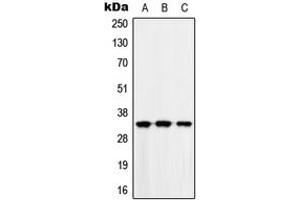 Image no. 1 for anti-MAD2L1 Binding Protein (MAD2L1BP) (N-Term) antibody (ABIN2707609)