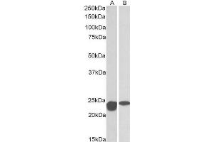 Image no. 2 for anti-Superoxide Dismutase 2, Mitochondrial (SOD2) (AA 119-130) antibody (ABIN768566)