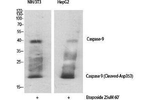 Image no. 2 for anti-Caspase 9, Apoptosis-Related Cysteine Peptidase (CASP9) (Asp353), (cleaved) antibody (ABIN3181768)