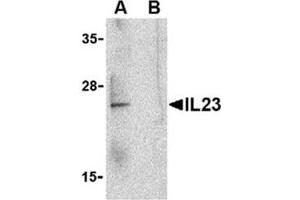 Image no. 1 for anti-Interleukin 23, alpha subunit p19 (IL23A) (C-Term) antibody (ABIN318744)