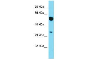 Image no. 1 for anti-Myosin XIX (MYO19) (N-Term) antibody (ABIN2790823)