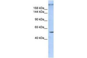 Image no. 1 for anti-Zinc Finger Protein 407 (ZNF407) (AA 900-949) antibody (ABIN6740328)