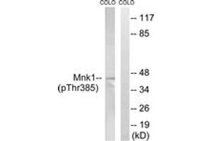 Image no. 1 for anti-MAP Kinase Interacting serine/threonine Kinase 1 (MKNK1) (AA 351-400), (pThr385) antibody (ABIN1532155)