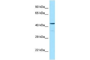 Image no. 1 for anti-Hypocretin (Orexin) Receptor 1 (HCRTR1) (C-Term) antibody (ABIN2790109)
