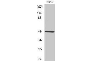 Image no. 1 for anti-Purinergic Receptor P2Y, G-Protein Coupled, 11 (P2RY11) (Internal Region) antibody (ABIN3186250)