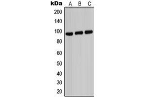 Image no. 1 for anti-ATP-Binding Cassette, Sub-Family B (MDR/TAP), Member 7 (ABCB7) (C-Term) antibody (ABIN2704436)
