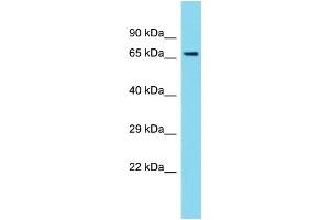 Image no. 1 for anti-Protein Phosphatase 1, Regulatory Subunit 37 (PPP1R37) (C-Term) antibody (ABIN2791654)