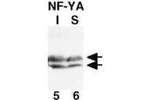 Image no. 1 for anti-Nuclear Transcription Factor Y, alpha (NFYA) (N-Term) antibody (ABIN104769)