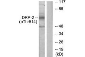 Western blot analysis of extracts from NIH-3T3 cells treated with PMA 125ng/ml 30', using DRP-2 (Phospho-Thr514) Antibody.