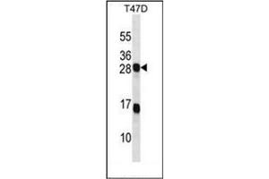 Image no. 2 for anti-KDEL (Lys-Asp-Glu-Leu) Endoplasmic Reticulum Protein Retention Receptor 2 (KDELR2) (AA 182-211), (C-Term) antibody (ABIN953024)