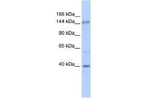 Image no. 1 for anti-Adenylate Cyclase 10 (Soluble) (ADCY10) (N-Term) antibody (ABIN2782970)