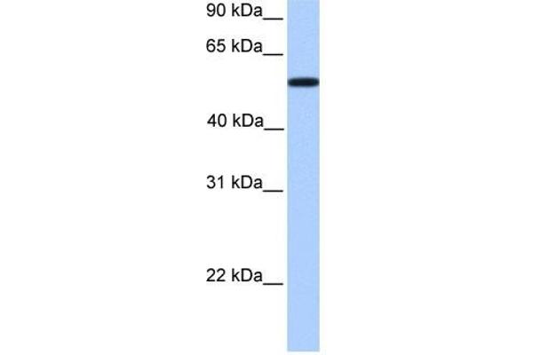 anti-UDP Glucuronosyltransferase 2 Family, Polypeptide A3 (UGT2A3) (Middle Region) antibody
